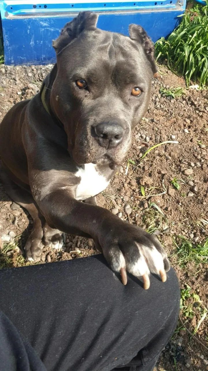 Dora outdoors resting her paw on a knee