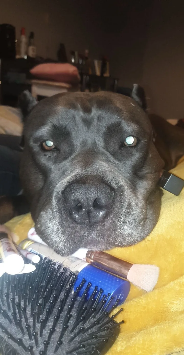 Close-up of Dora resting on a yellow blanket