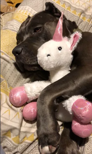 Dora cuddling a pink and white unicorn toy