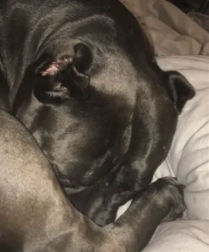 Dora sleeping curled up on a bed
